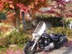 Autumn tint