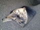 Mudguard
