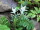 Edelweiss