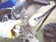 Right bearing journal