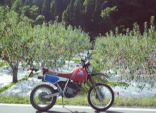 The flower of the apple of Hirosaki 2002/10/12