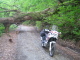 Fallen dawn tree of horse chestnut large tree