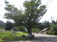 Japanese cypress