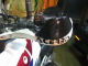 Acerbis rally bush guard