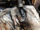 Brake master